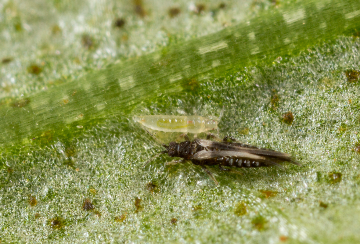 Comment lutter contre la menace mondiale que représentent les thrips dans nos serres ?