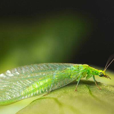 Chrysoperla carnea stade adulte