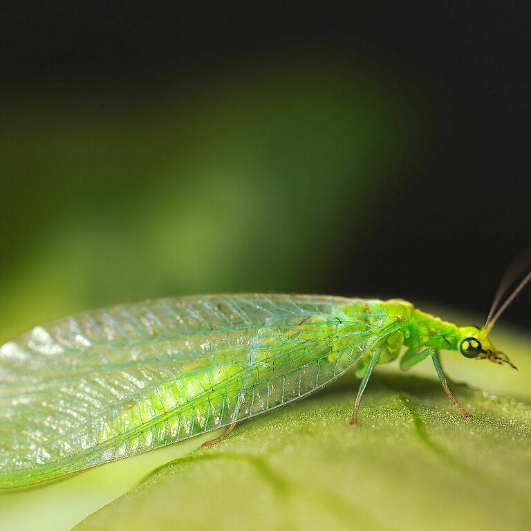 Chrysoperla carnea stade adulte