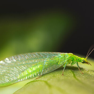 Chrysoperla carnea stade adulte