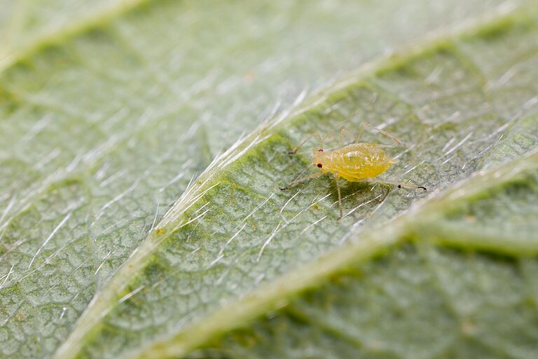Yellow rose aphid Rhodobium porosum