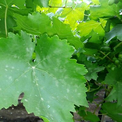Powdery mildew on grapevine leaves. White, powdery spots on the leaf surface.