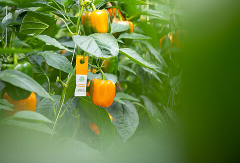 Mesures de précaution en cas d’allergie aux produits