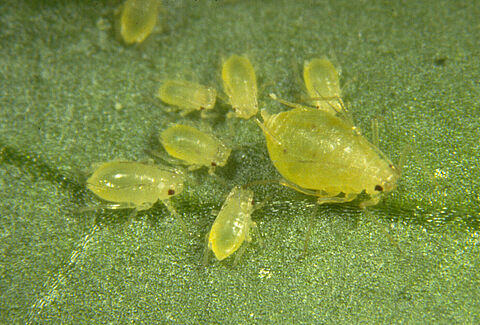 Puceron vert du pêcher