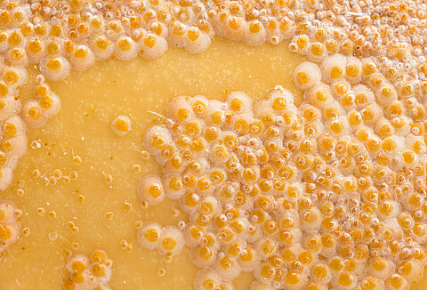 Cochenille du laurier-rose