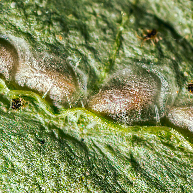 Feltiella acarisuga au stade de la pupe