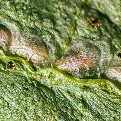 Feltiella acarisuga au stade de la pupe