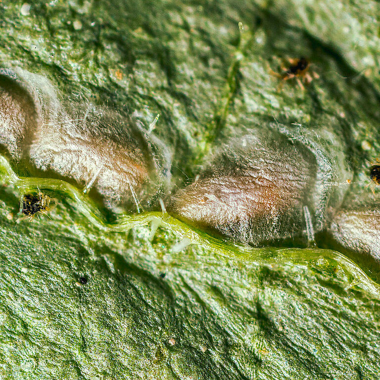 Feltiella acarisuga au stade de la pupe