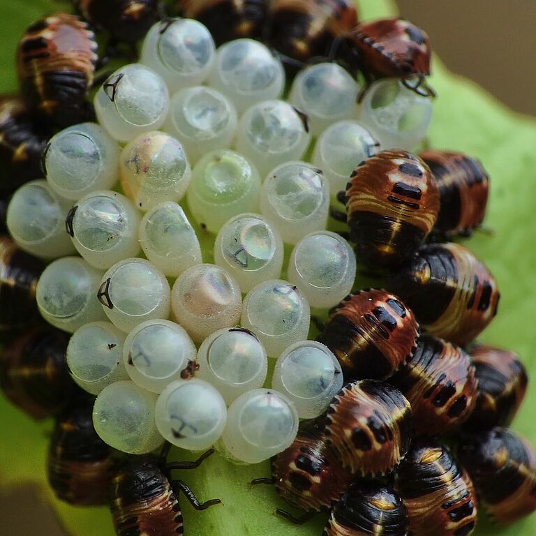 Eggs & Nymphs