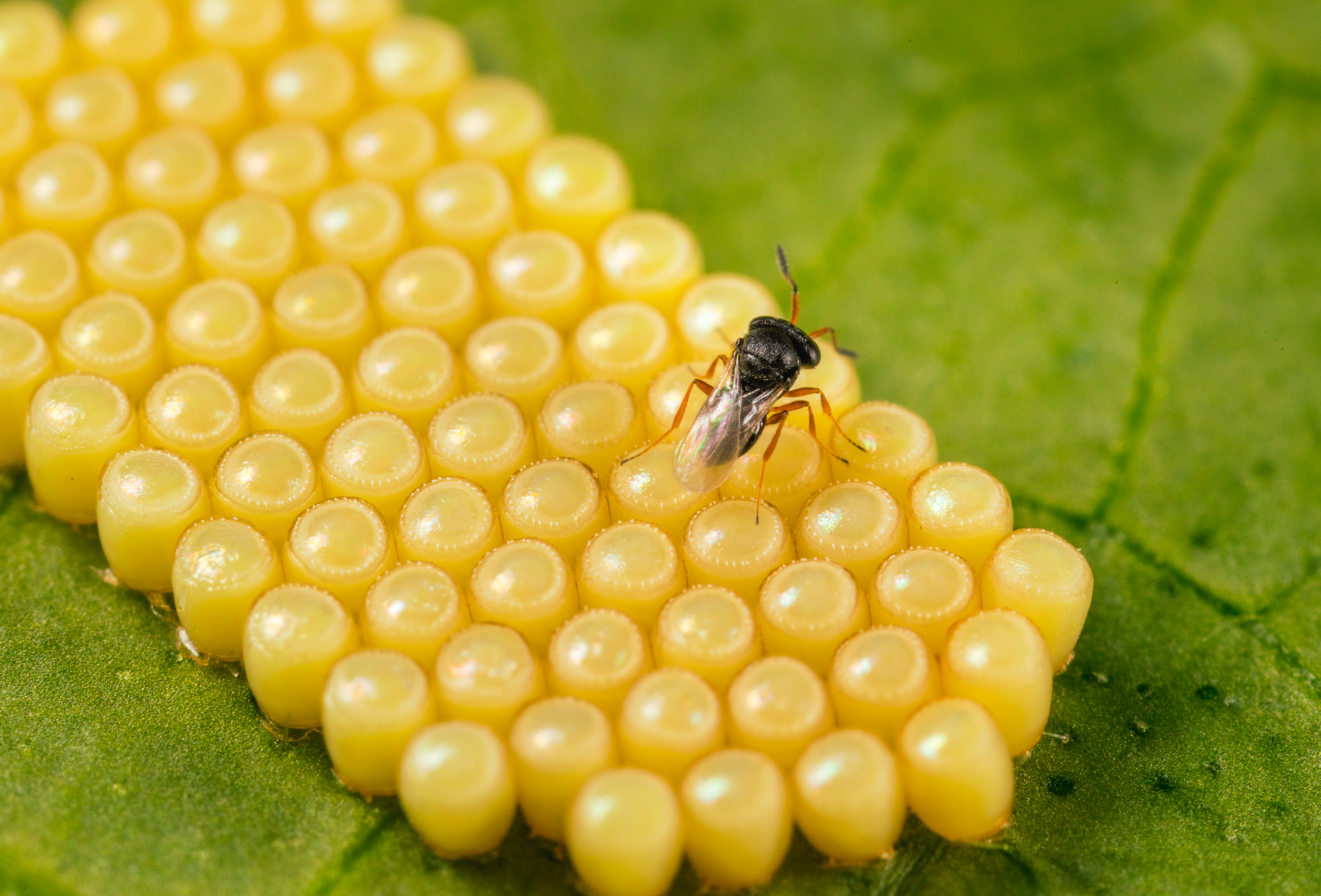 NEZAPAR – un Sival d’Or pour une solution sûre et naturelle contre les punaises vertes