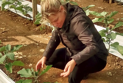 Stratégie bioinsecticide renforcée en aubergine