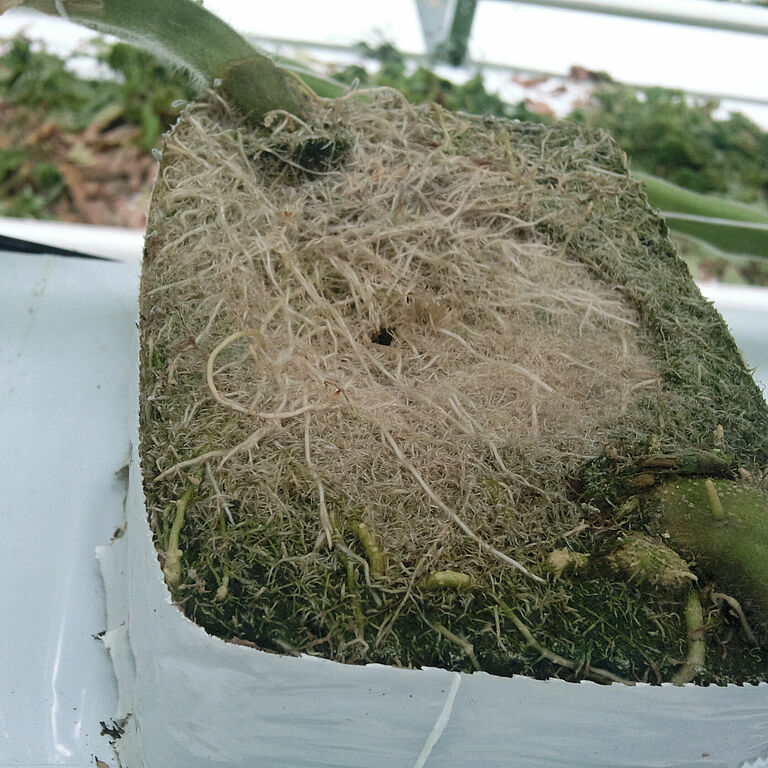 Tomato plant damage caused by gall Rhizobium rhizogenes