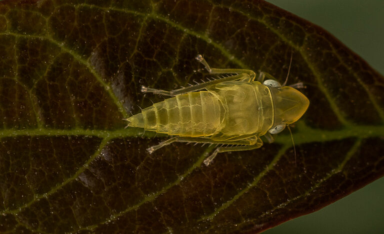 The macro shot of the Scaphoideus titanus,  is an insect of the leafhopper family (Cicadellidae).