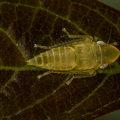 The macro shot of the Scaphoideus titanus,  is an insect of the leafhopper family (Cicadellidae).