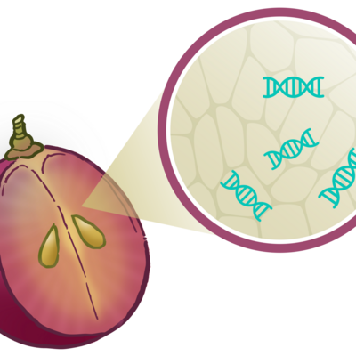 Enhanced plant defense via PR-gene activation