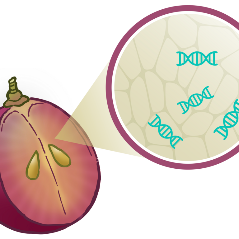 Enhanced plant defense via PR-gene activation