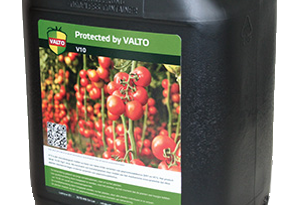 Témoignage : retour d'utilisation du vaccin V10 contre le Pépino virus