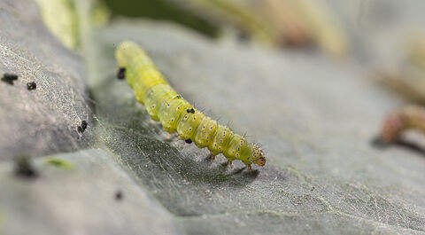 Teigne des crucifères