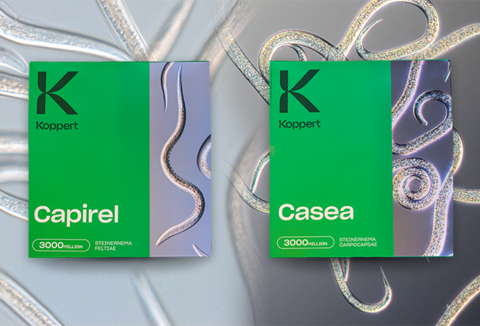 Koppert présente ses biosolutions à base de nématodes auxiliaires en format agricole