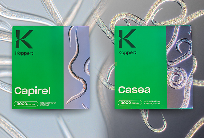 Koppert présente ses biosolutions à base de nématodes auxiliaires en format agricole