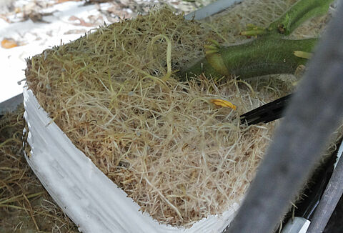 Crazy roots, chevelu racinaire, galle du collet