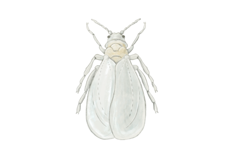 Aleurodes