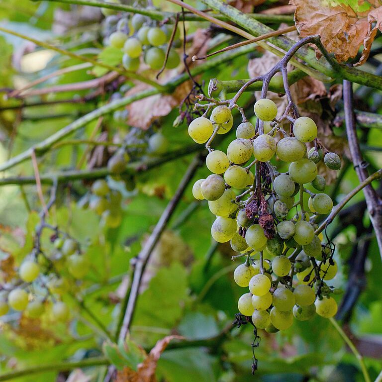 Plant disease Peronospora (Plasmopara viticola) also known as grape downy mildew.