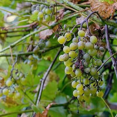 Plant disease Peronospora (Plasmopara viticola) also known as grape downy mildew.