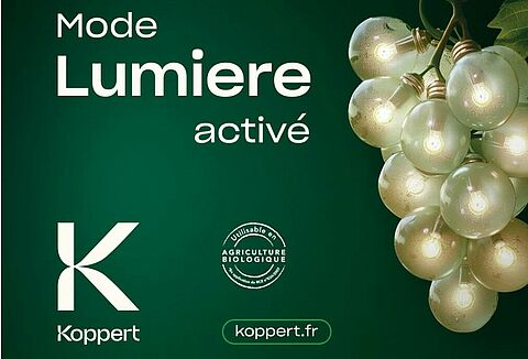 Mode LUMIERE activé contre la cicadelle de la flavescence dorée