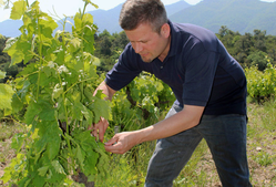 Gamme nématodes Koppert : l'innovation gel