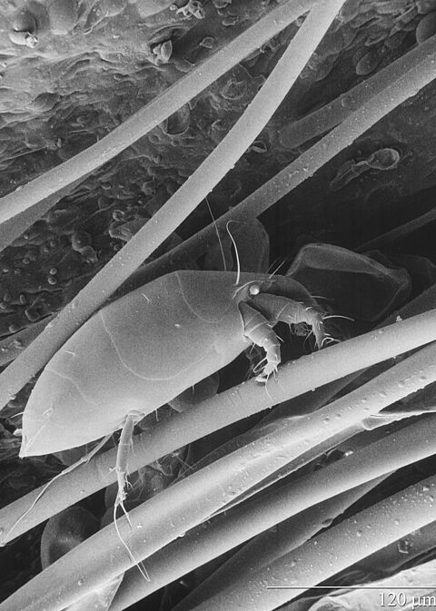 Tarsonème du cyclamen