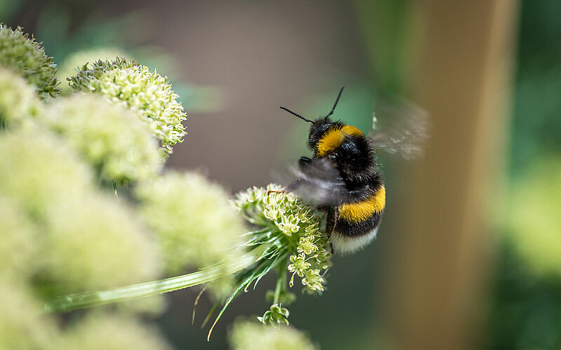 Bombus_terrestris_Pollination_Koppert_BIological_Systems-24.20190613121111176.jpg