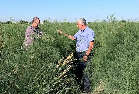 Casea, la solution pour garantir une culture d’asperges plus saine et plus sûre