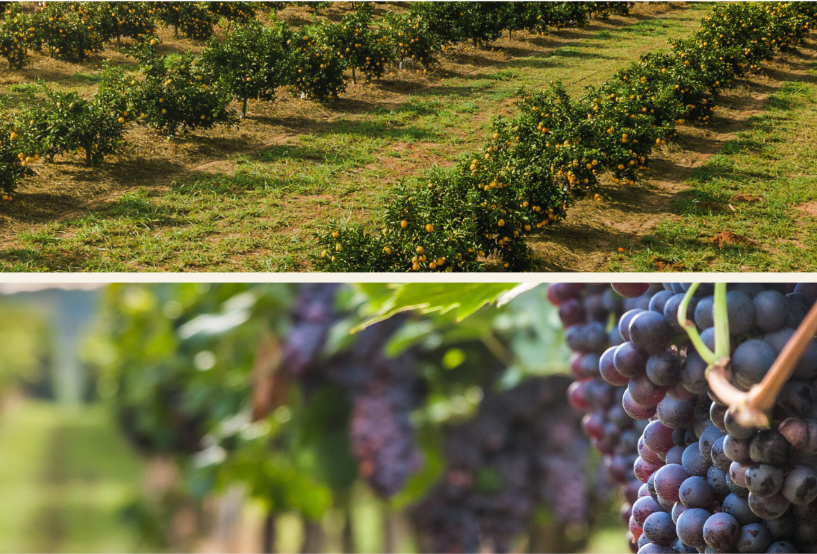 Nouveau Packaging Vici Myco P+ : Un nouveau format pour l’arboriculture et la viticulture