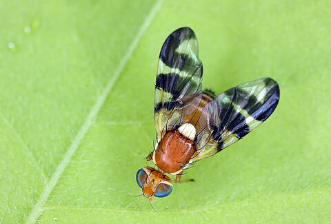 Mouche du brou de la noix
