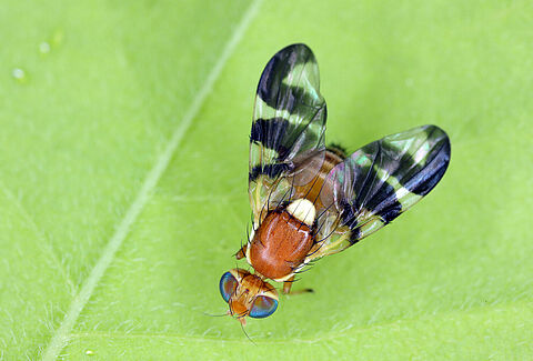 Mouche du brou de la noix