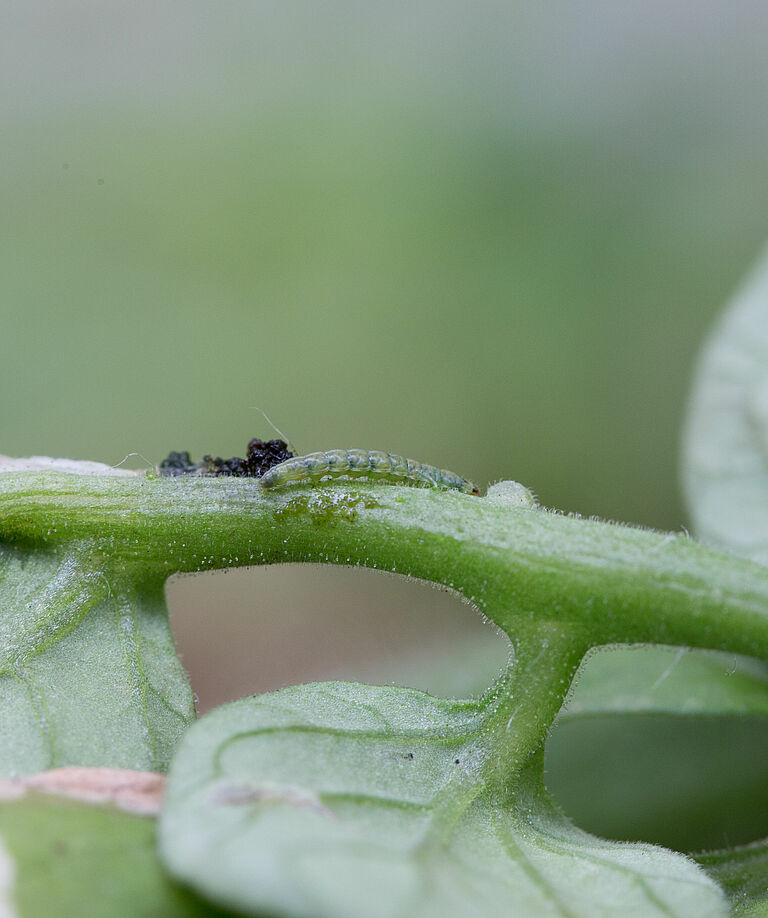 Larva of the Tomato leafminer Tuta absoluta