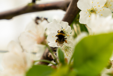 Optimisez votre pollinisation avec les Ruches Natupol Booster et Natupol Trio pour des récoltes abondantes - Bénéficiez des Avantages de la Précommande