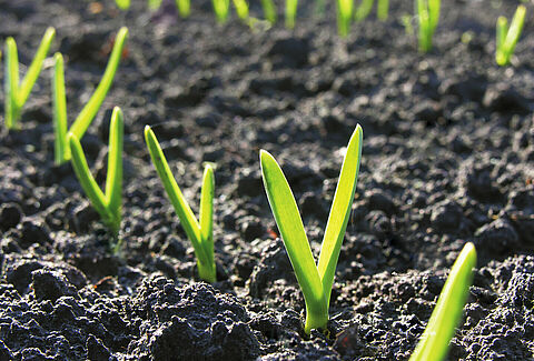 Cultures légumières et semencières de plein champ : des biosolutions pour la pollinisation et la protection de vos plantations