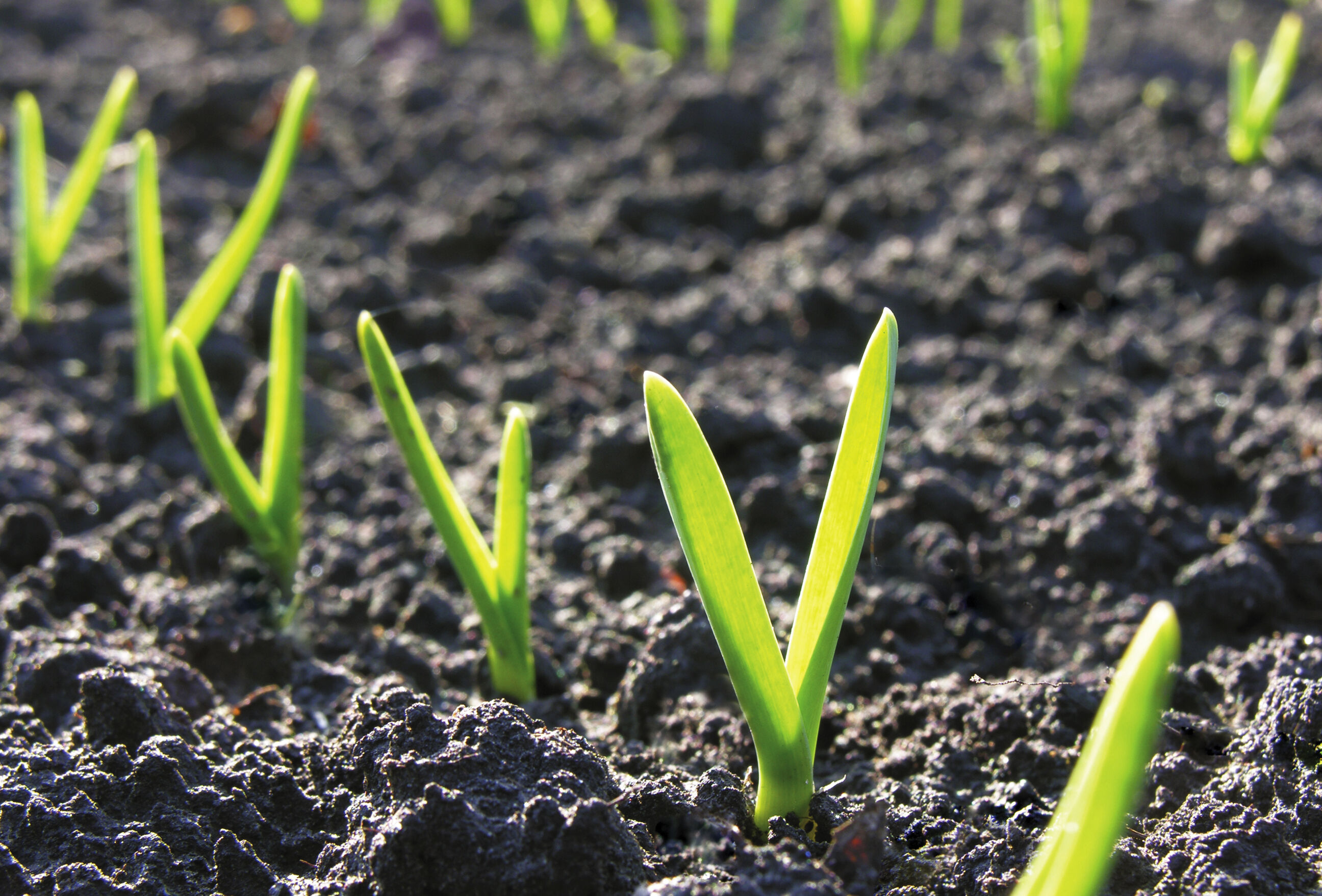 Cultures légumières et semencières de plein champ : des biosolutions pour la pollinisation et la protection de vos plantations