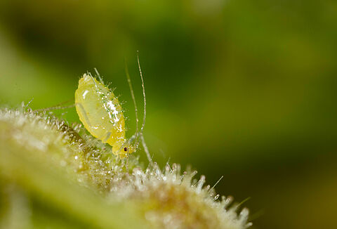 Blackcurrant aphid