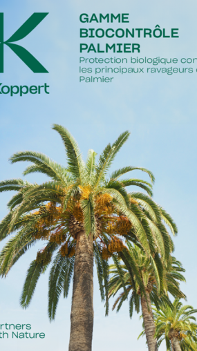 Protection biologique contre les principaux ravageurs du Palmier
