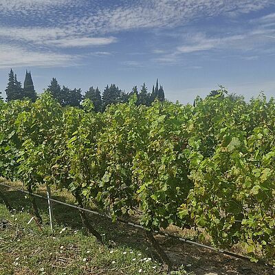 Severe downy mildew (Plasmopara viticola) outbreak in a grapevine vineyard, with widespread leaf infection and canopy damage.
