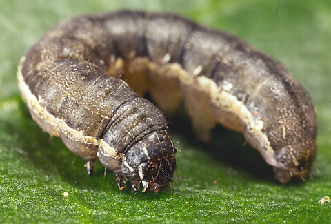 Noctuelle de la betterave