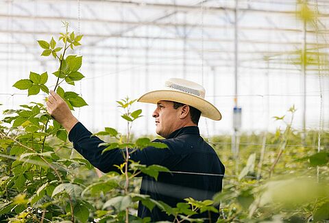 Une solution inattendue : l'histoire des acariens prédateurs de Fernando Rodríguez et de Koppert