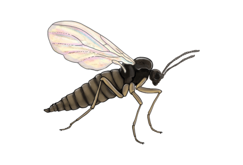 Mouches et moustiques