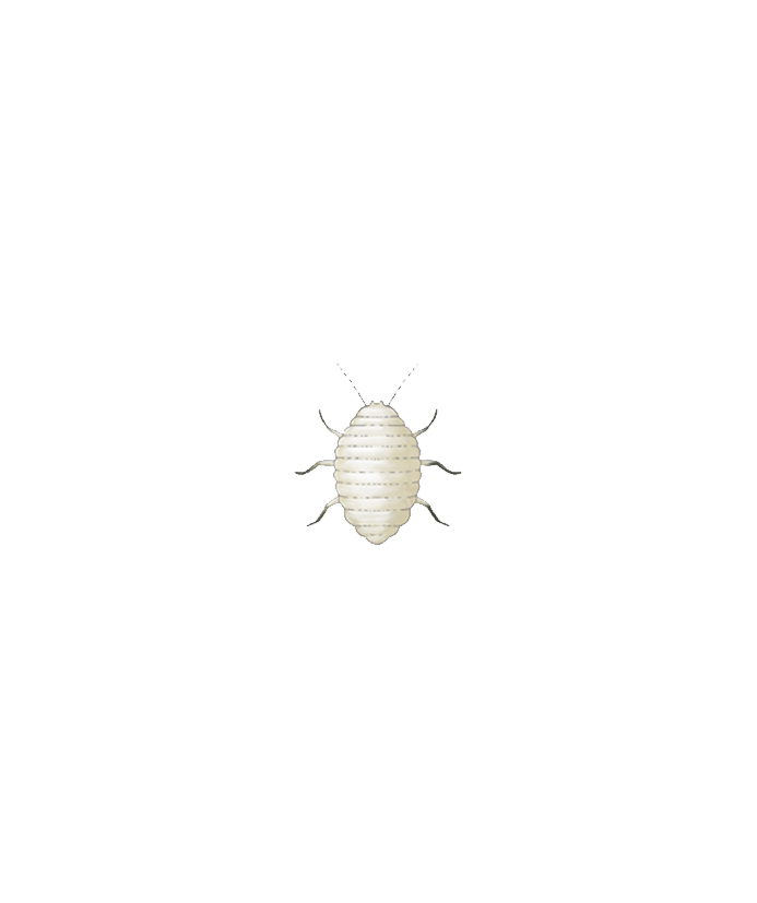 Planococcus citri first instar nymph