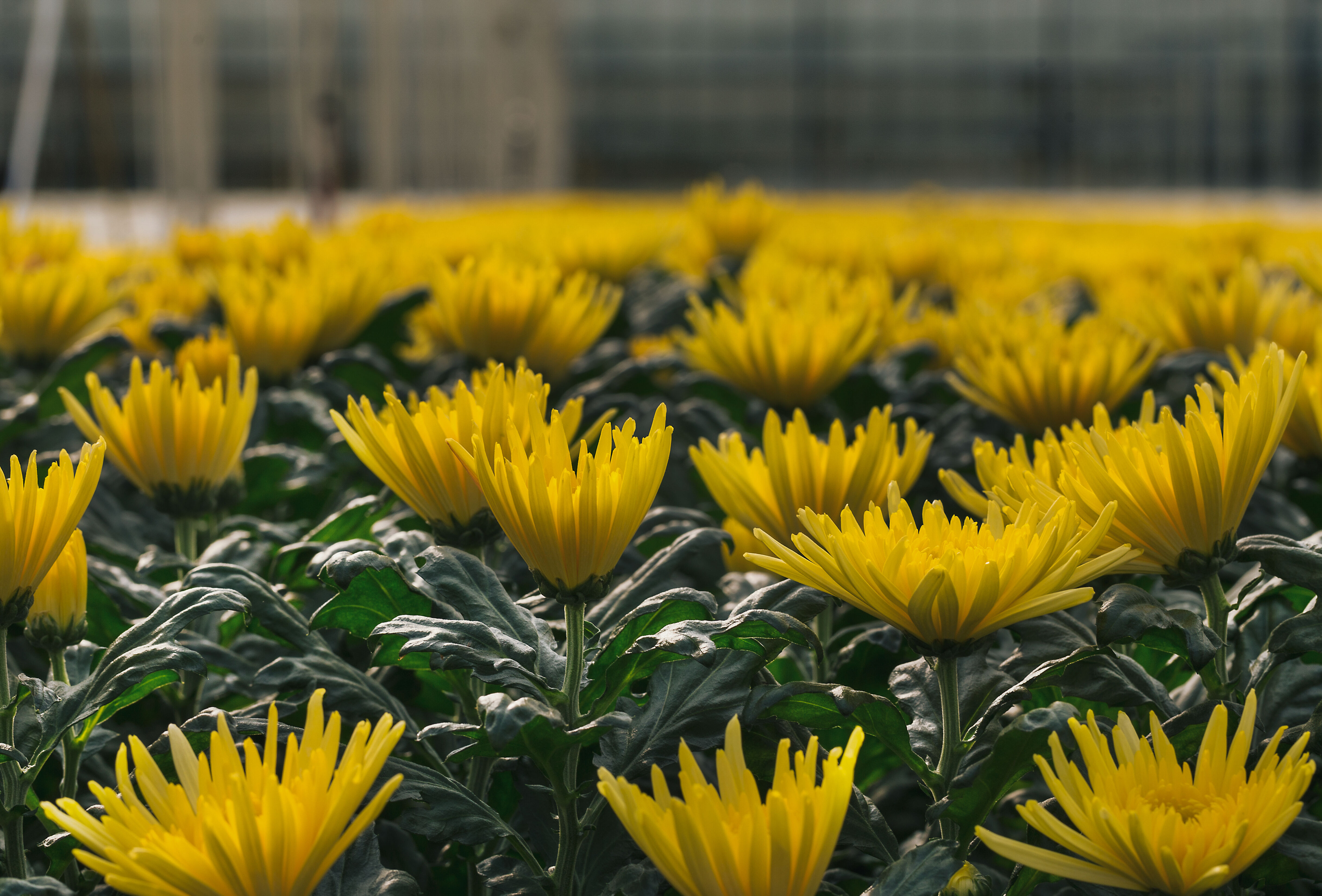 Nos biosolutions pour protéger vos cultures ornementales