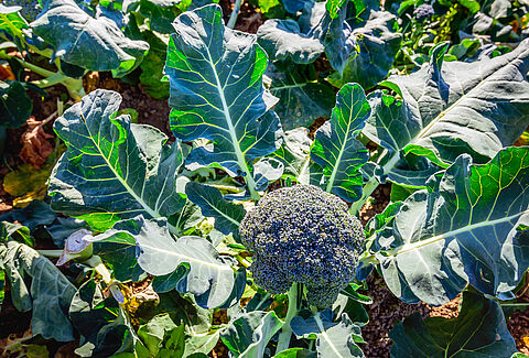 Brocoli