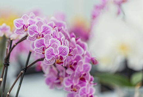 Orchidée